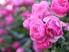 -上海滨江森林公园