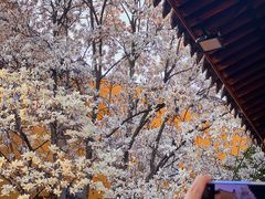 -龙华寺