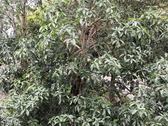 -上海银珠苑度假村-地面停车场