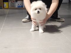 -PETKIT 小佩宠物·德文赛凯猫舍