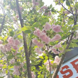 -艾薇芭蕾艺术中心