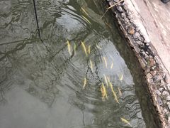 -可心烤鱼