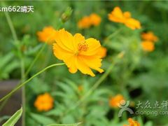 -田园东方蜜桃村的田野营地