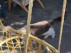 -喵屿·大理花园猫咖