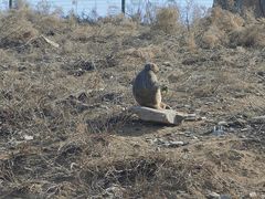 -石家庄市动物园