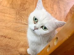 -猫小院猫主题餐厅(三里屯店)