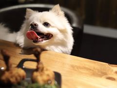 -百好乐宠物友好餐厅(朝外大街店)