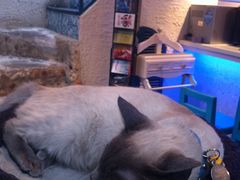 IMG_2177-Sirena海妖日咖夜酒