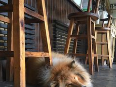 狗狗-榴莲咖啡馆