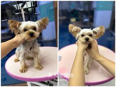 -FAELING PETS美天灵宠物(富力广场店)