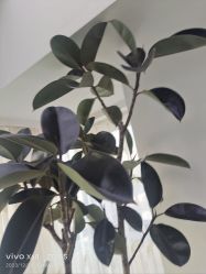 -HEYAN荷妍专业脱毛连锁机构