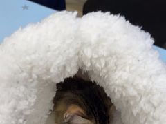 -福懋动物医院·犬猫全科·外科·重症科(杏林分院)