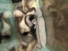 -藦茜花园宠物主题亲子互动体验馆(国顺东路店)