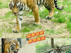 -北京野生动物园