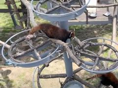 -西霞口神雕山野生动物世界