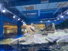 -上海海昌海洋公园
