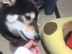 -逗柴咖啡屋·狗咖猫咖宠物桌游