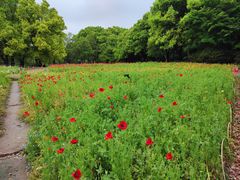 -上海共青森林公园