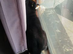 -宠福鑫康馨动物医院·骨科·眼科