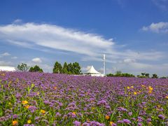 -紫颐香薰山谷景区