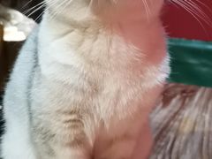 -猫色咖啡·猫咖