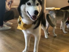 -Husky Go! 哈士奇体验馆·宠物咖啡厅狗咖