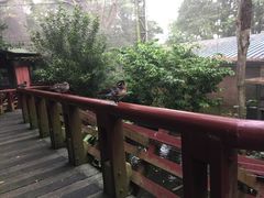 -新加坡飞禽公园