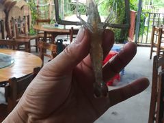 野生河虾-润记农家菜