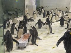 -大连圣亚海洋世界