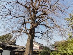 -常熟方塔园
