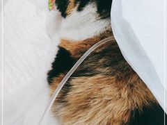 -纳吉亚猫专科动物诊疗中心(蒋宅口分院)