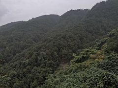 -铁山坪森林公园