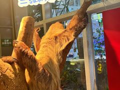 -正佳雨林生态植物园