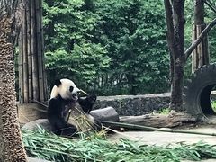 -都江堰中华大熊猫苑