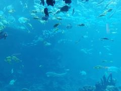 -海棠湾洲际-涛·海底餐厅·美人鱼·自助餐·海底隧道