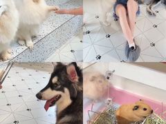-毛绒耶耶撸宠馆·猫咖·狗咖·荷兰猪咖
