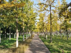 -汉长安城未央宫国家考古遗址公园