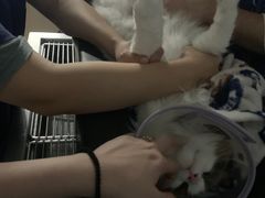 -凯特喵百思猫专科医院