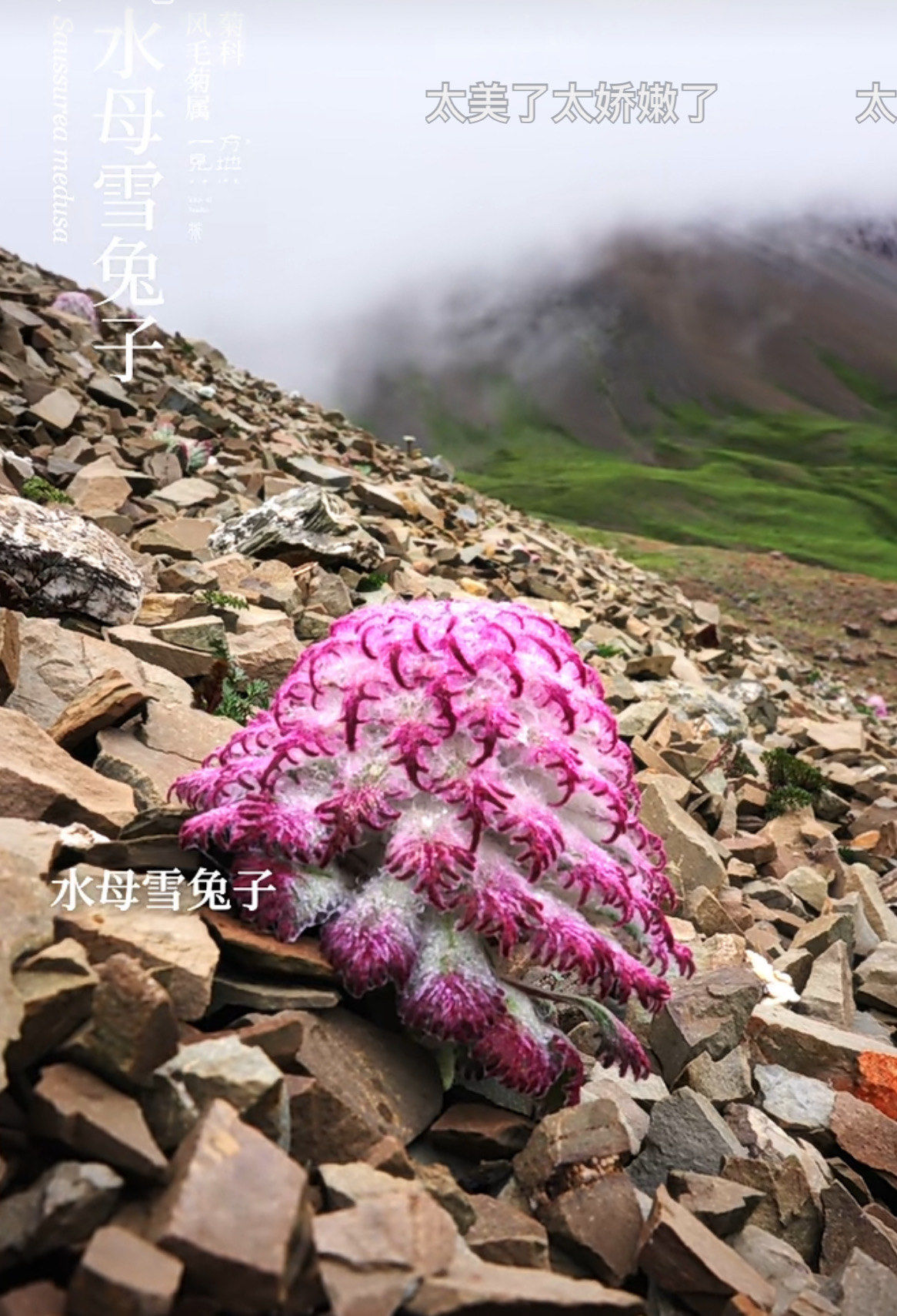 水母雪兔子 ,一生只开一次花