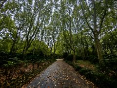 -上海共青森林公园