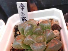 -中环花鸟鱼虫市场