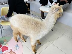 -怪兽屋·羊驼·猫咖·狗咖(俊华广场店)