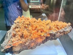 -湖南省地质博物馆