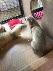 -Moni星球萌宠·小马宝莉·灵蛇·高端高阶全萌宠互动体验俱乐部(红豆国际广场店)