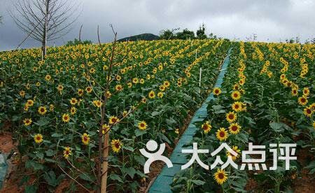 宋庄向日葵园
