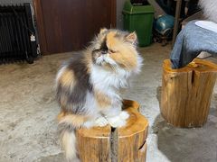 -more than meow吴止猫主题餐厅(承德 中船汇店)