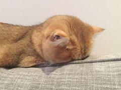 -茶百道(二七万达店)