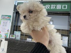 -派美特宠物医院·核磁CT·骨科肿瘤·疑难转诊(沈农禾丰店)