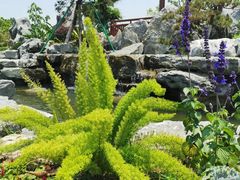-东莞植物园