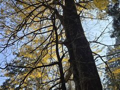 -天目山大树王景区